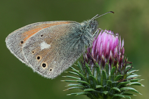 Coenonympha rhodopensis